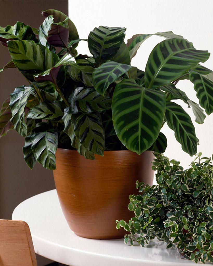 10 interesting vessels for your indoor plants