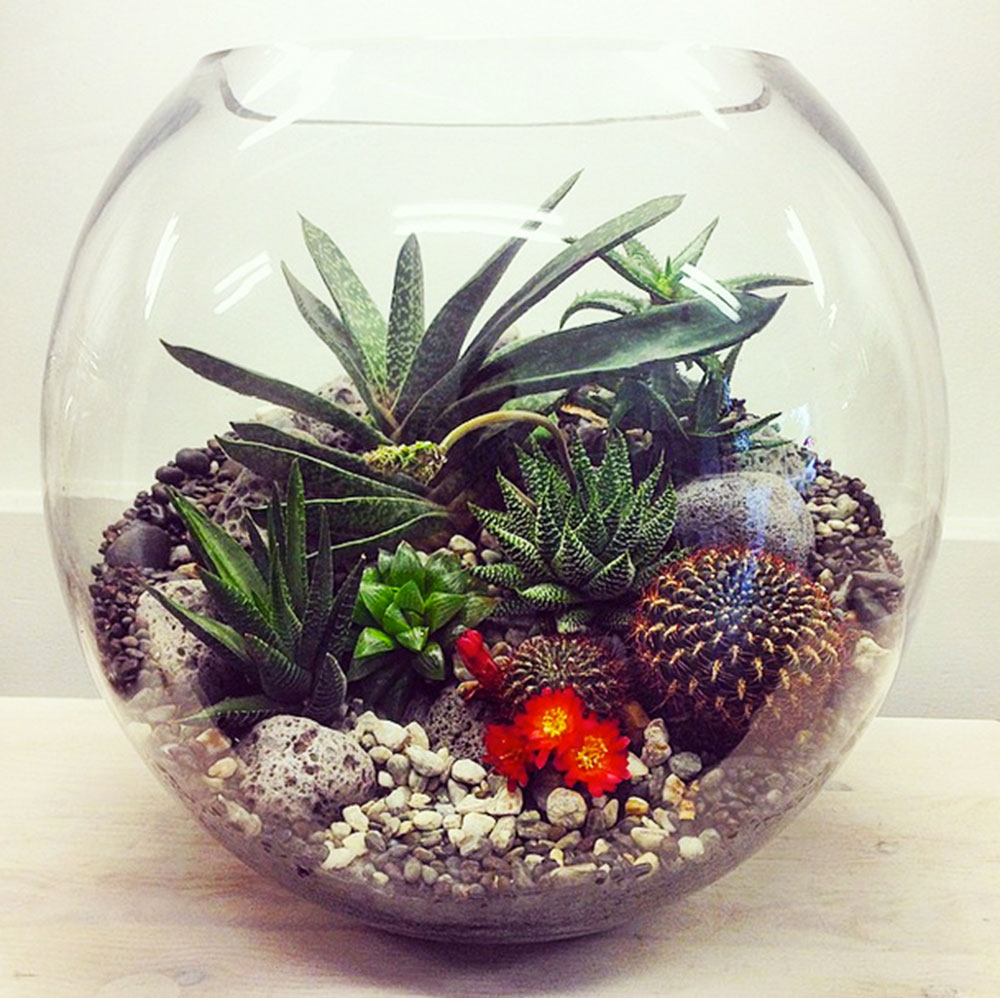 Fish bowl plant bowls