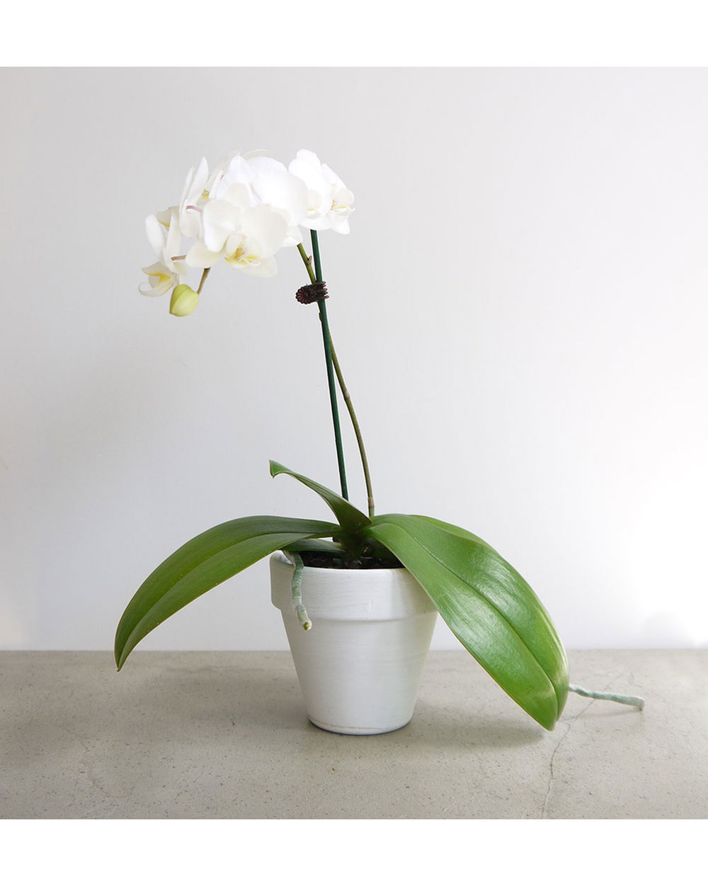Angel-Orchid-from-Still-Life_$50