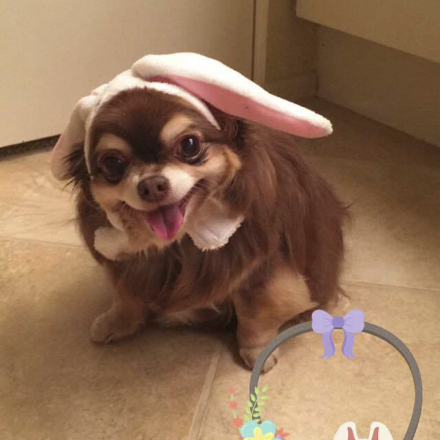 Paris Hilton dressed up her dog as the Easter bunny for the holiday.