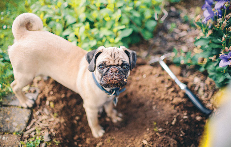 pug puppy in the garden