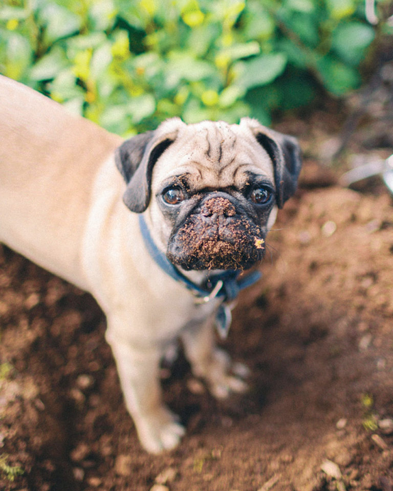 pug puppy in the garden