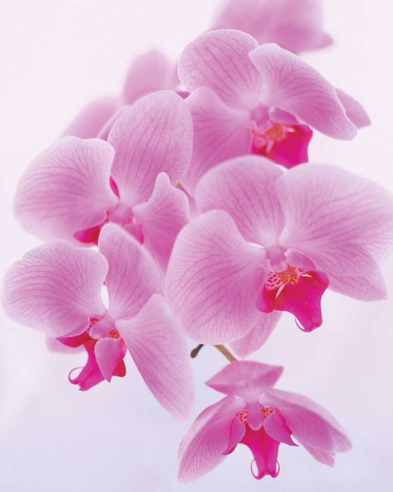 Orchids