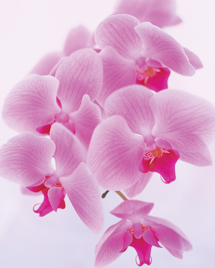 Suggestive Orchids