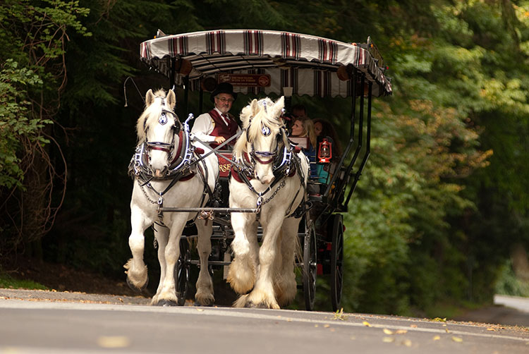 A horse-drawn carriage in Stanley Park.