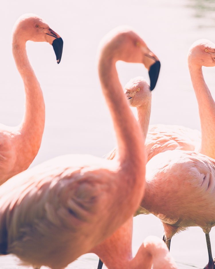 pink flamingos (h)