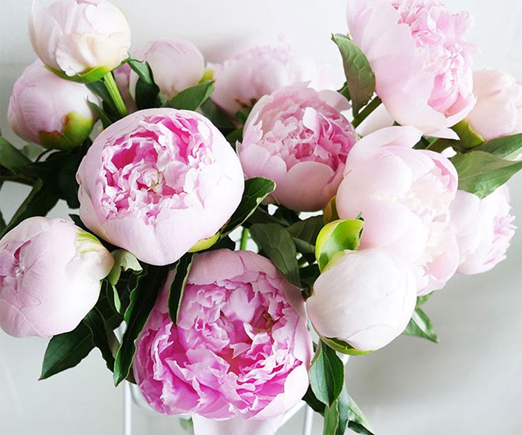 How to choose the right flowers for any occasion