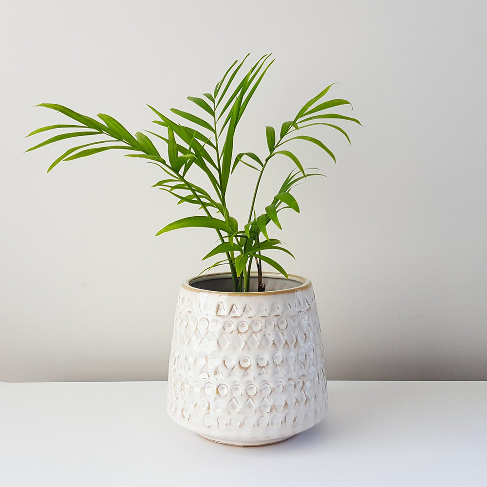 Plant&Pot_Petite Palm_$74