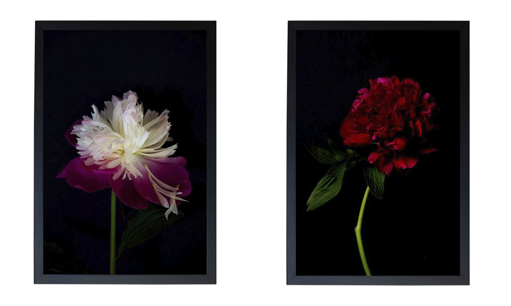 Print – Luxe Peony (left) and Baby Red (right), $35 each from paperplanestore.com