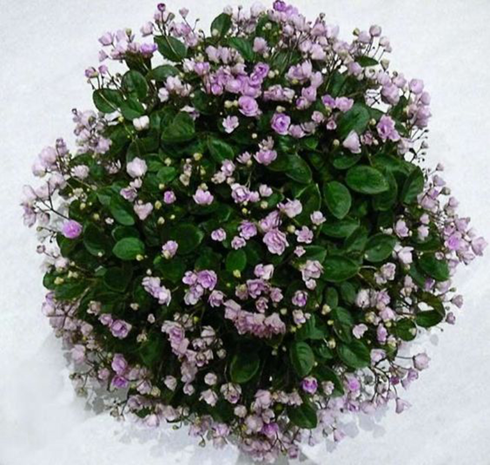 7-houseplants-easy-to-grow-african-violets