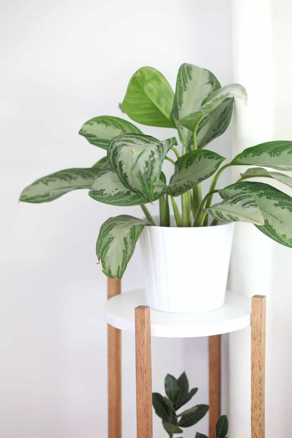 7-houseplants-easy-to-grow-chinese-evergreen