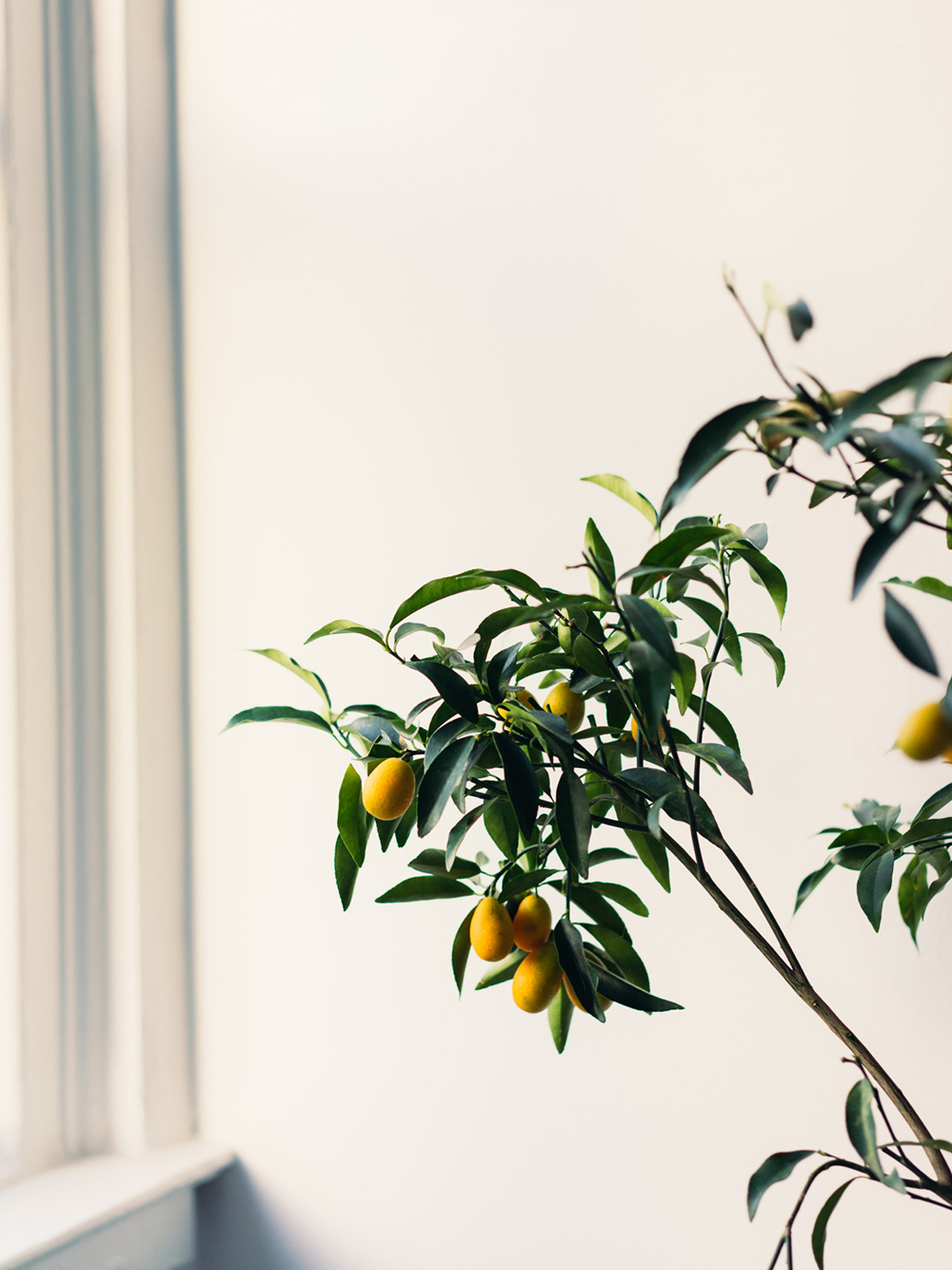 7-houseplants-easy-to-grow-citrus-plant