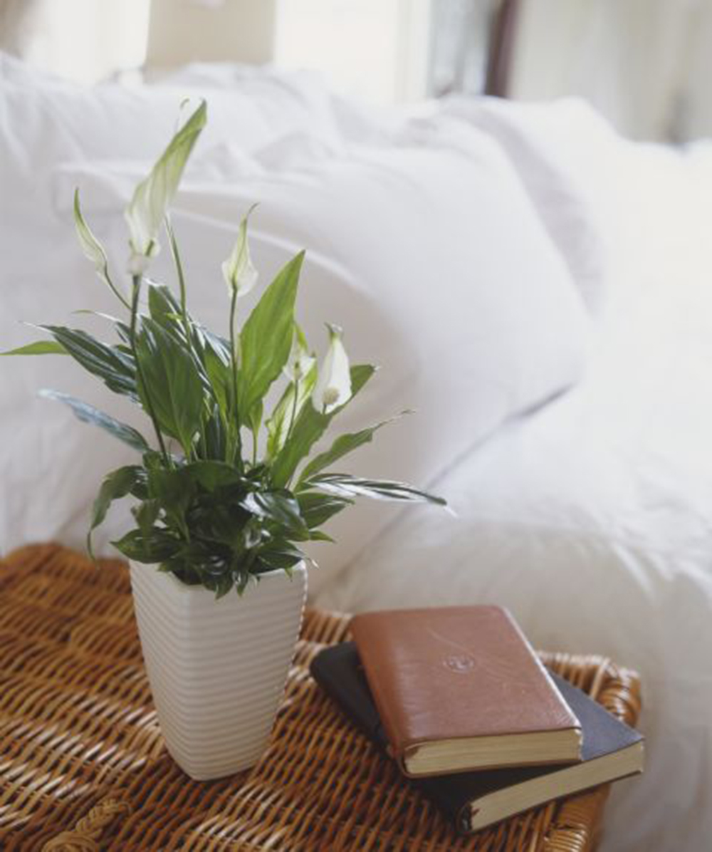 7-houseplants-easy-to-grow-peace-lily