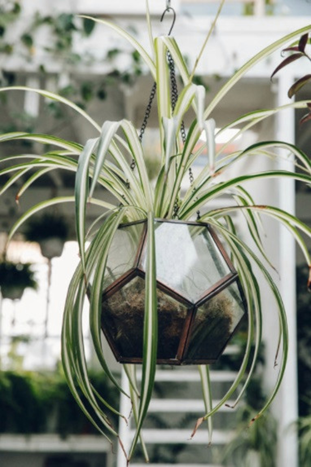 7-houseplants-easy-to-grow-spider-plant